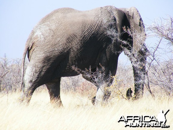 Elephant at Etosha