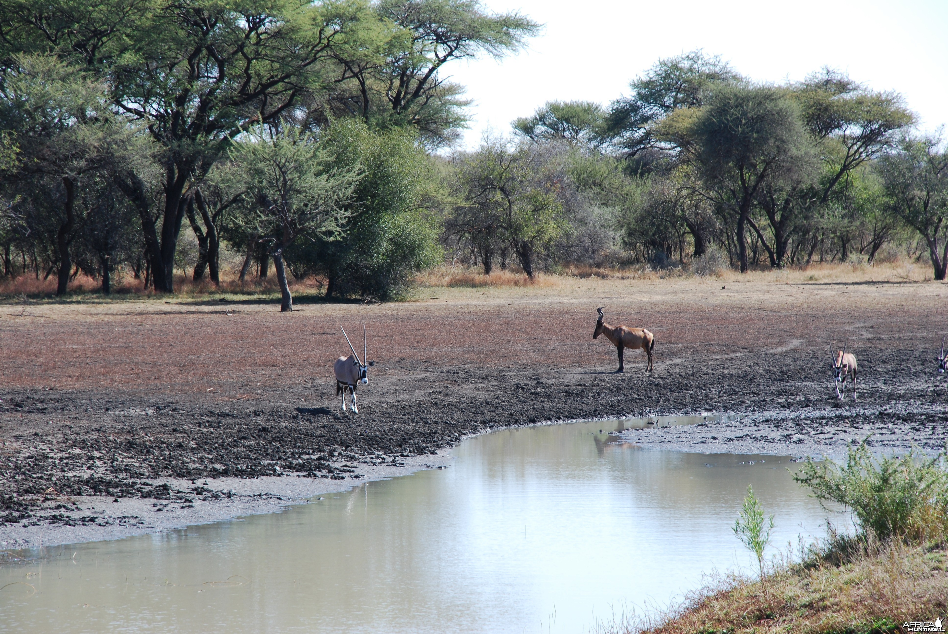 Ozondjahe Hunting Safaris, Namibia