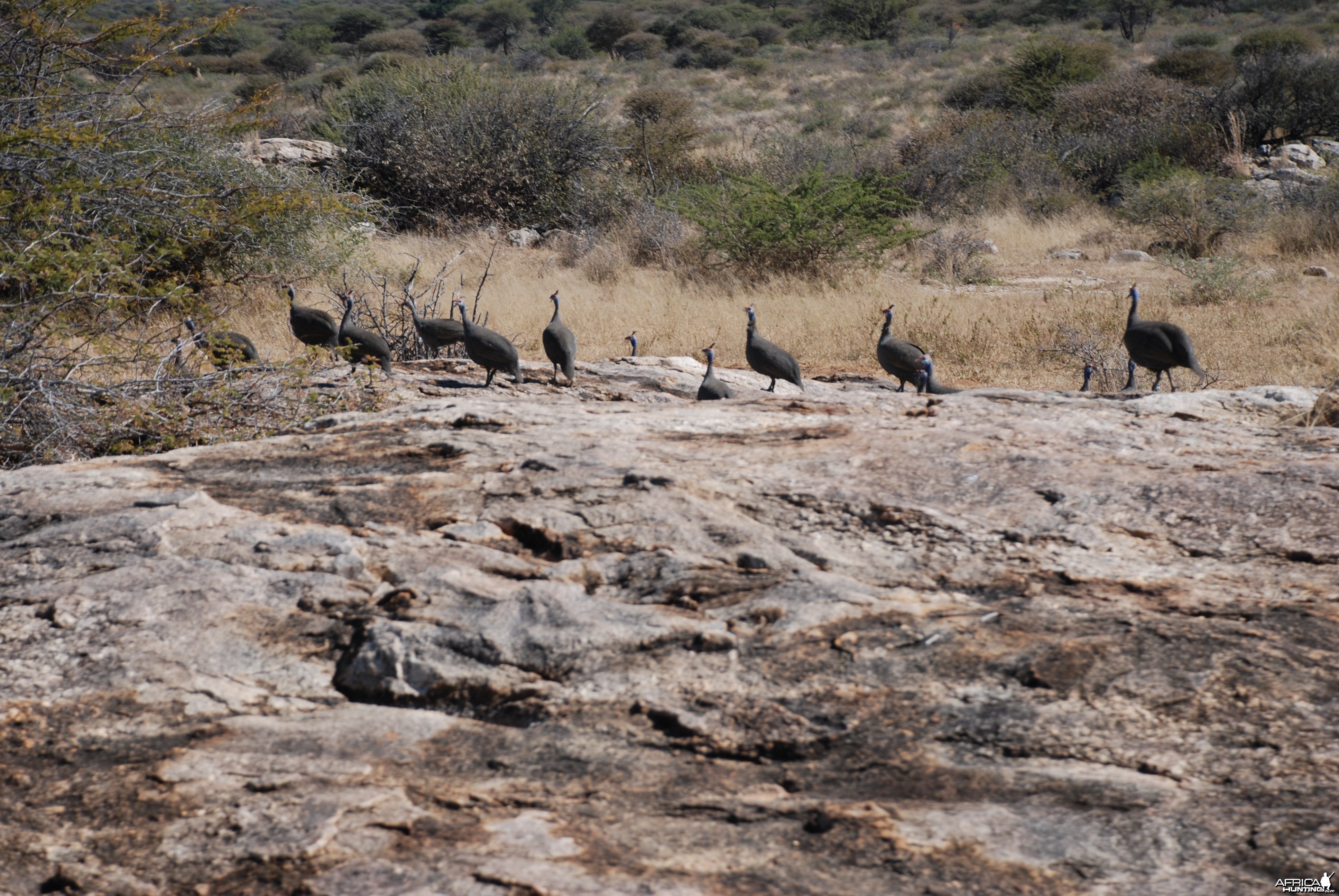 Guineafowls, Namibia