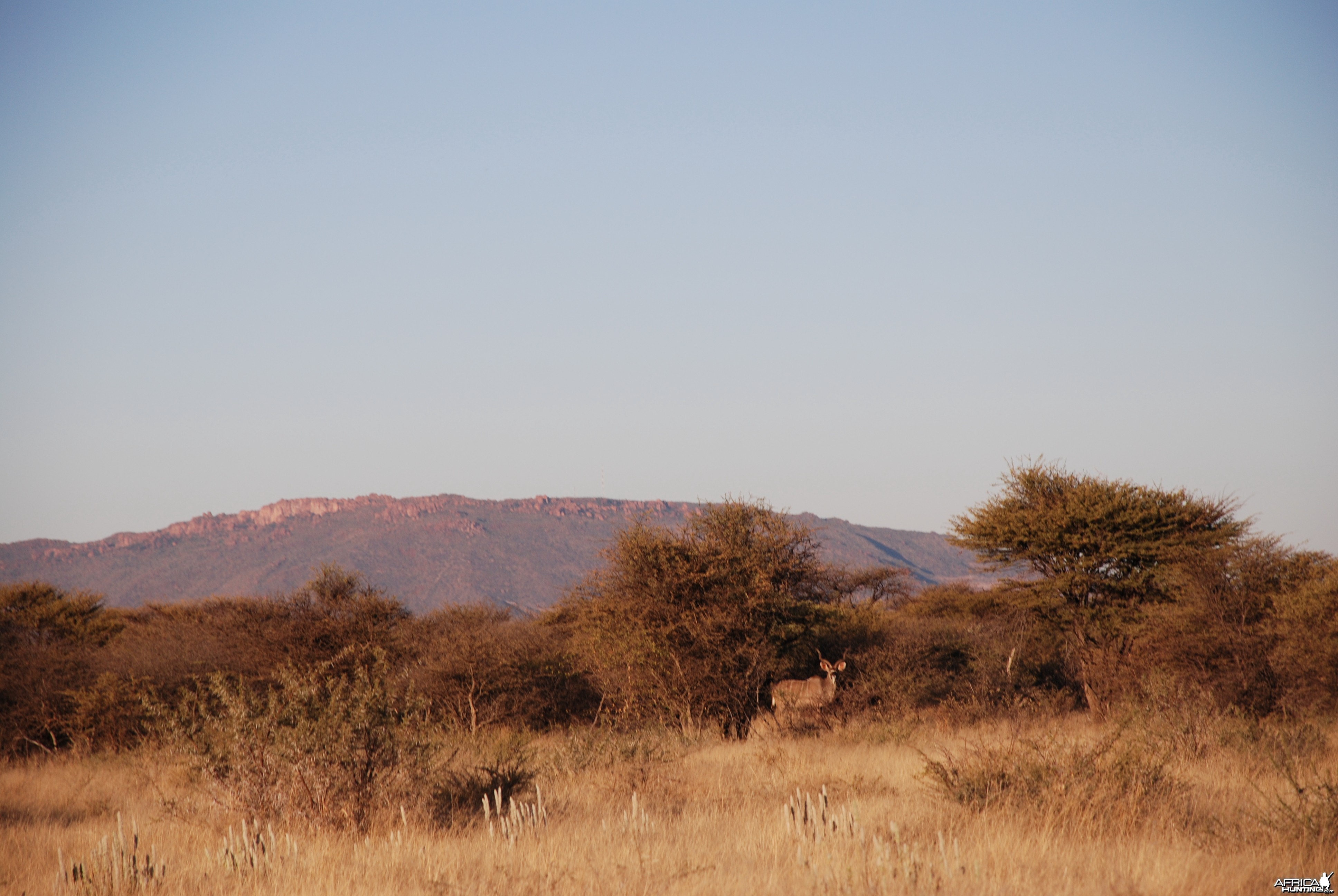 Kudu, Namibia