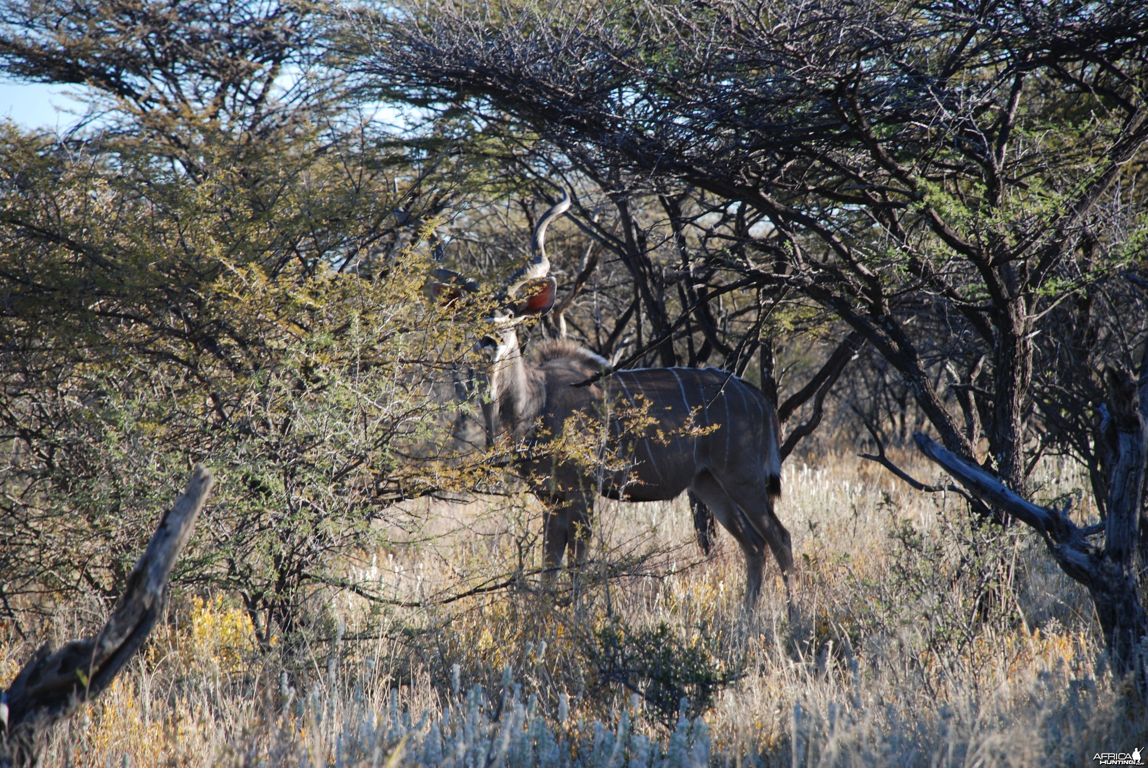 Kudu Ozondjahe Hunting Safaris, Namibia