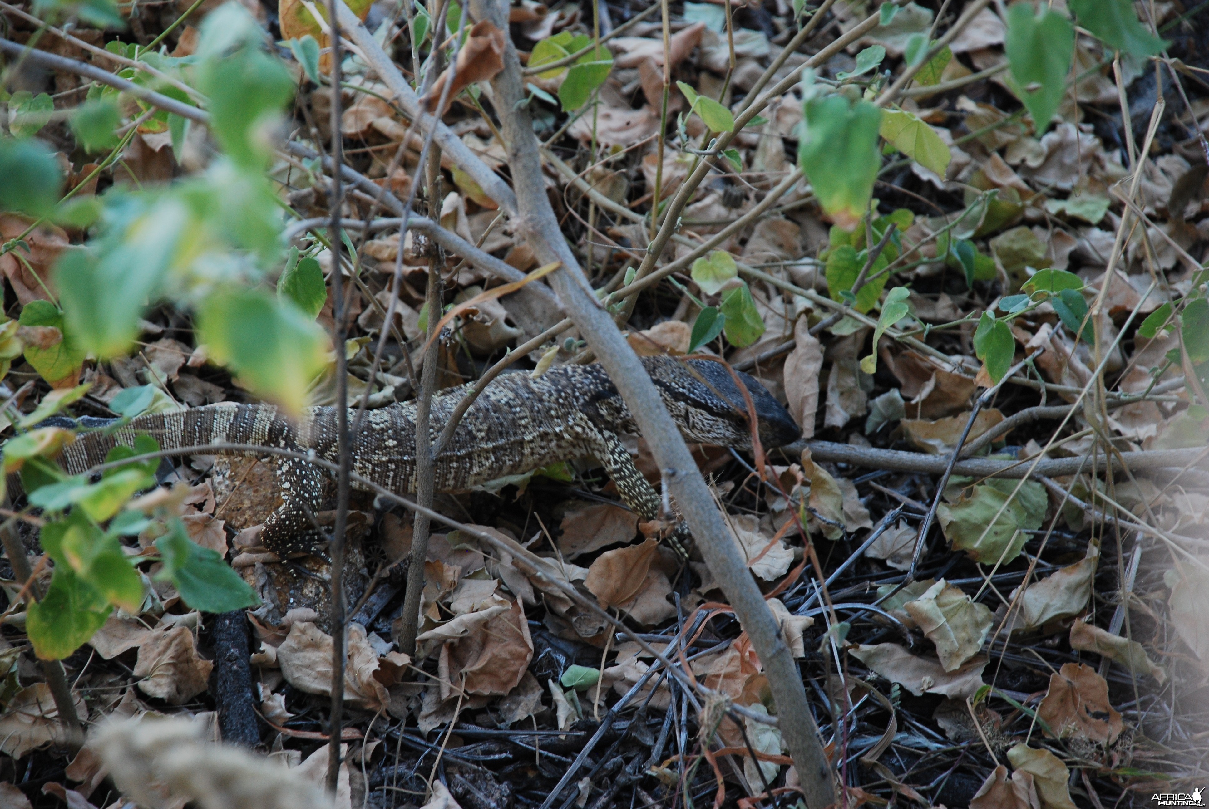 Monitor Lizard, Namibia