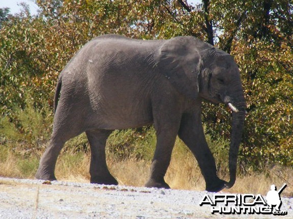 Elephant at Etosha