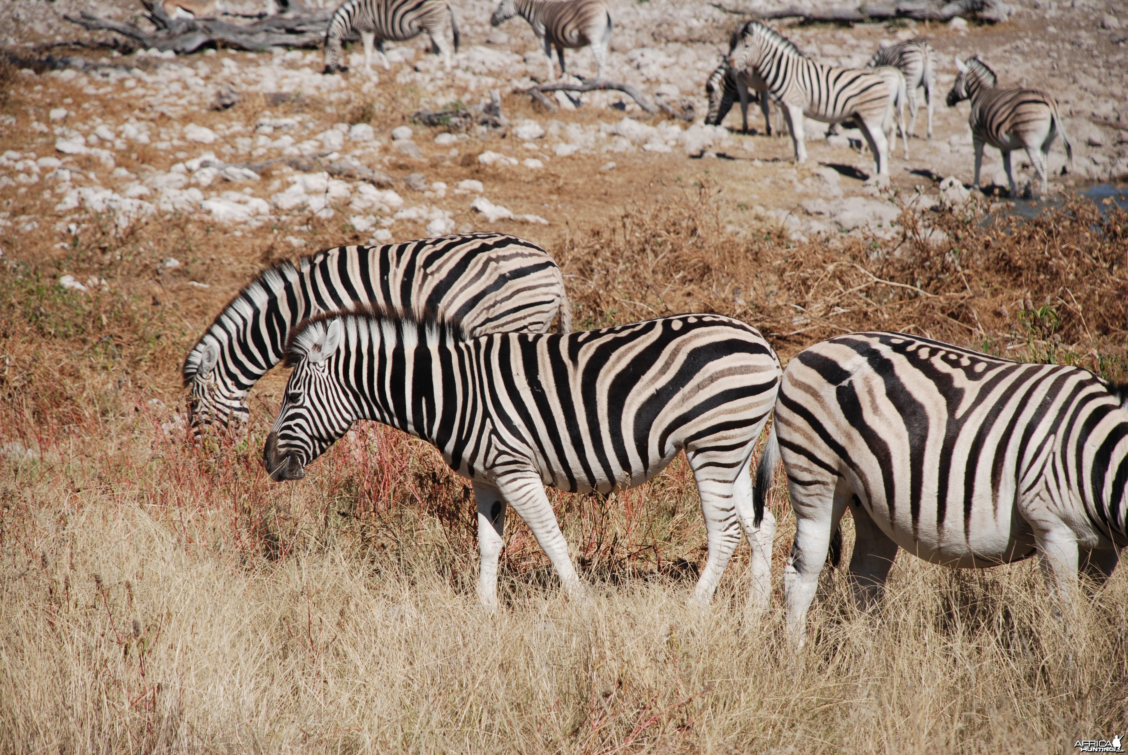 Zebra at Etosha, Namibia