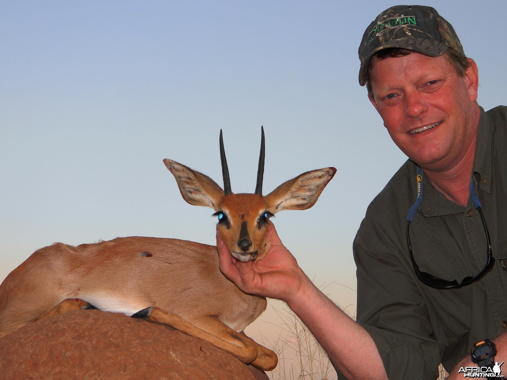 Hunting Steenbok