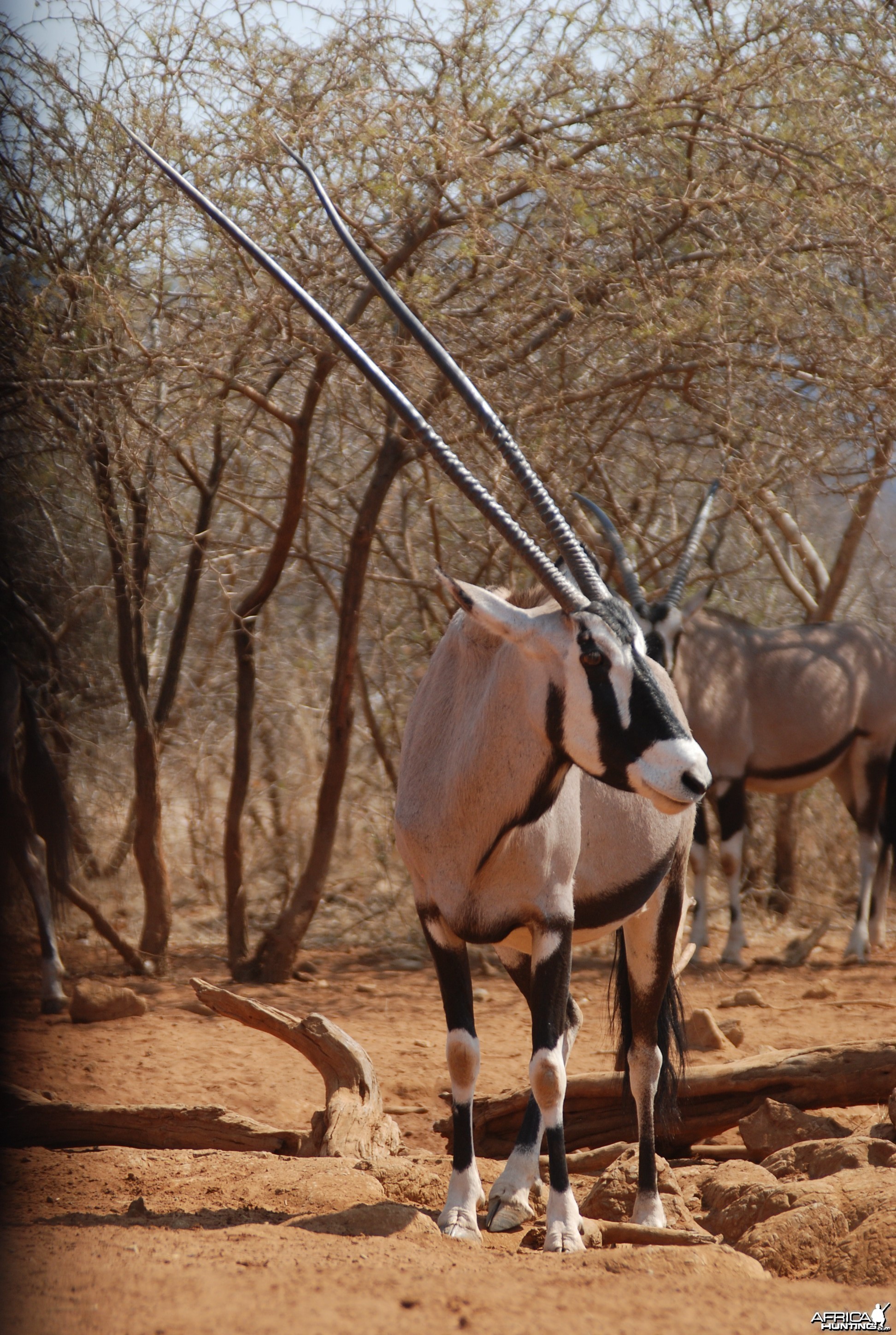 48 inch Oryx cow -Lindenhof Safaris