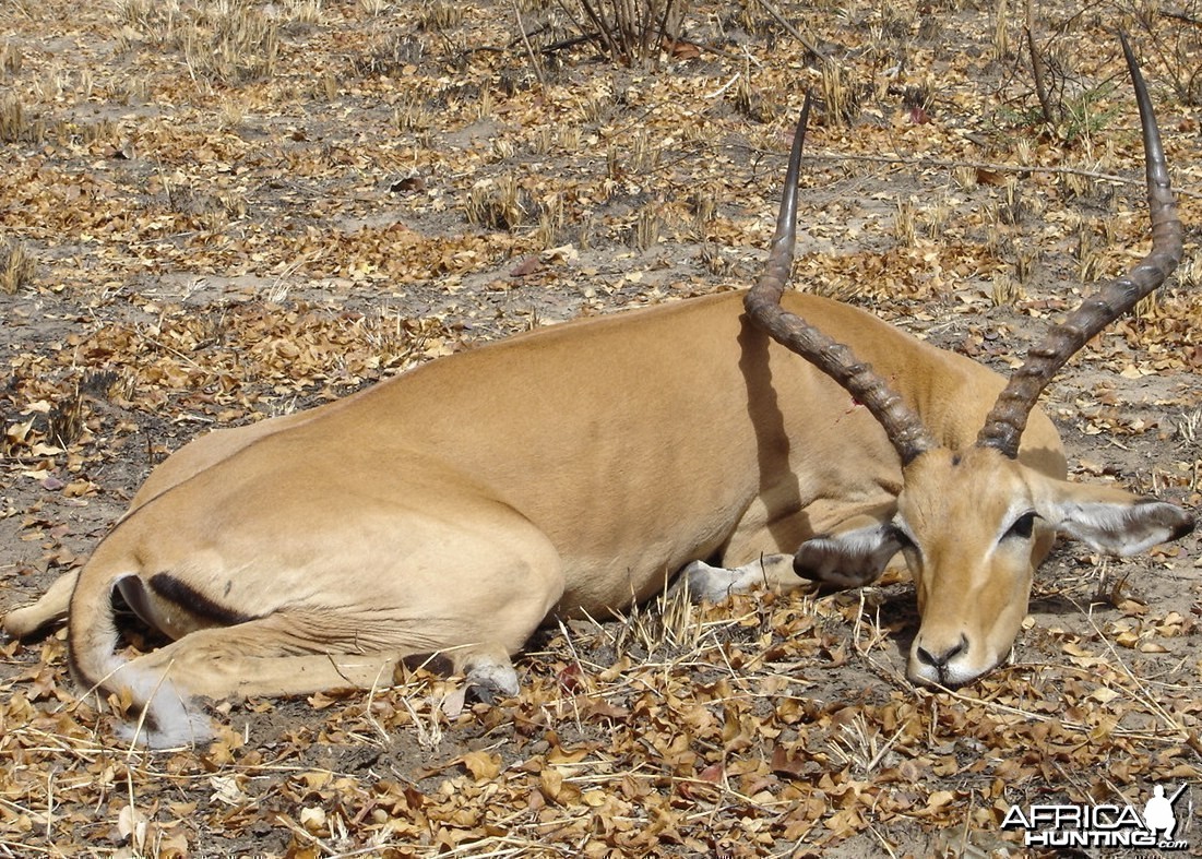 Impala