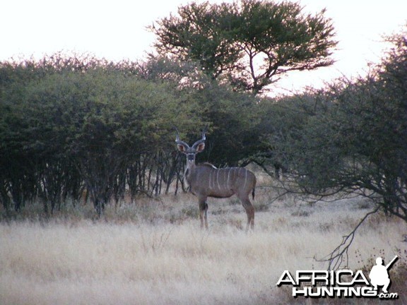 Kudu