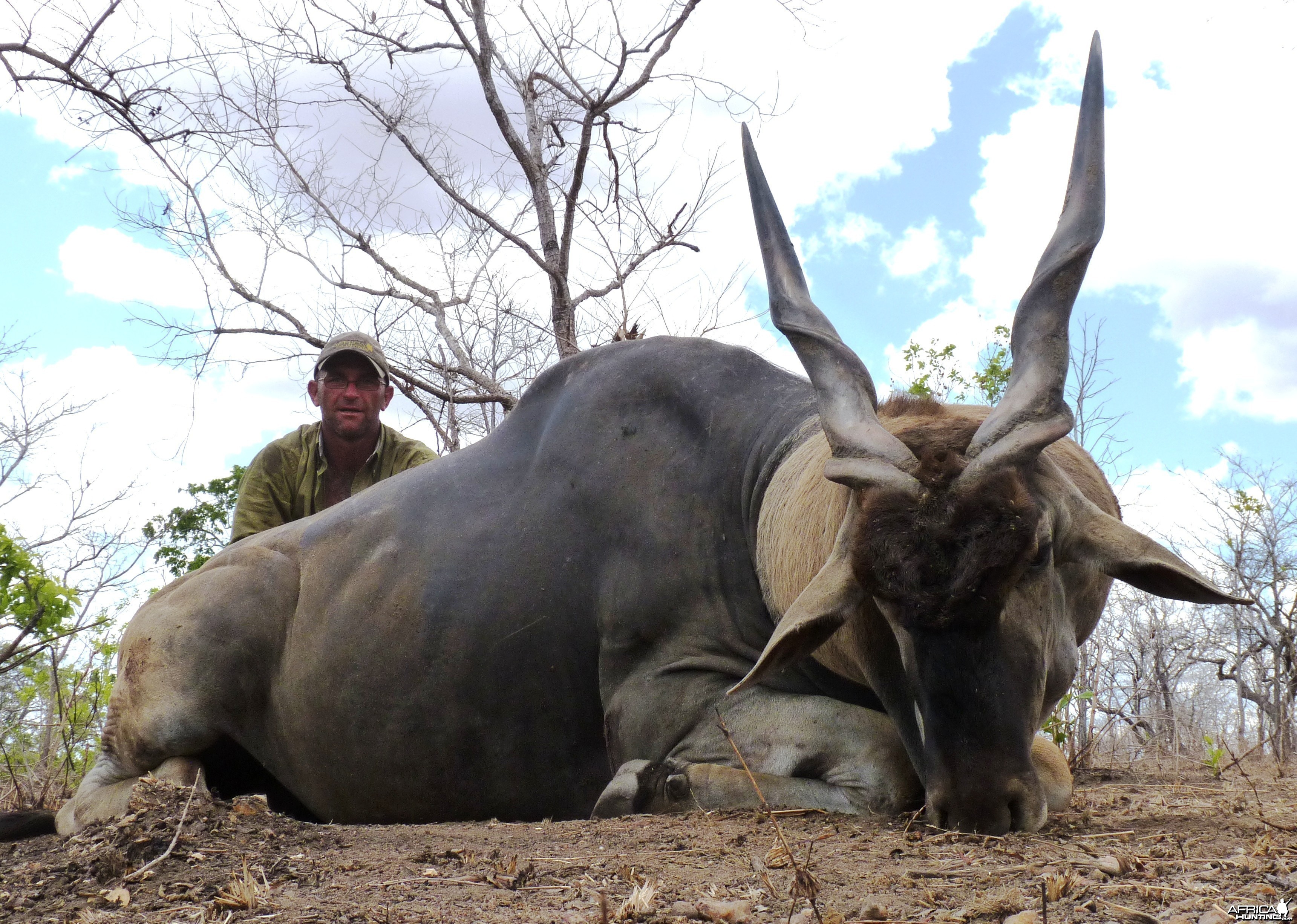 38'' east african Eland