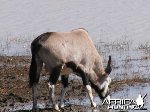 Gemsbok