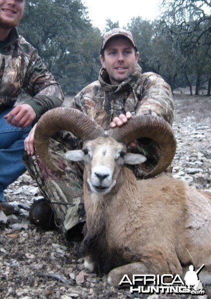 Armenian Mouflon