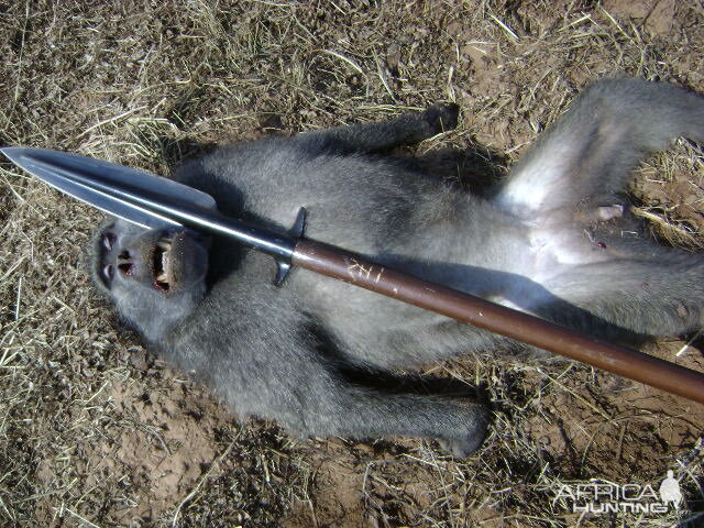 Baboon Spear Hunt South Africa
