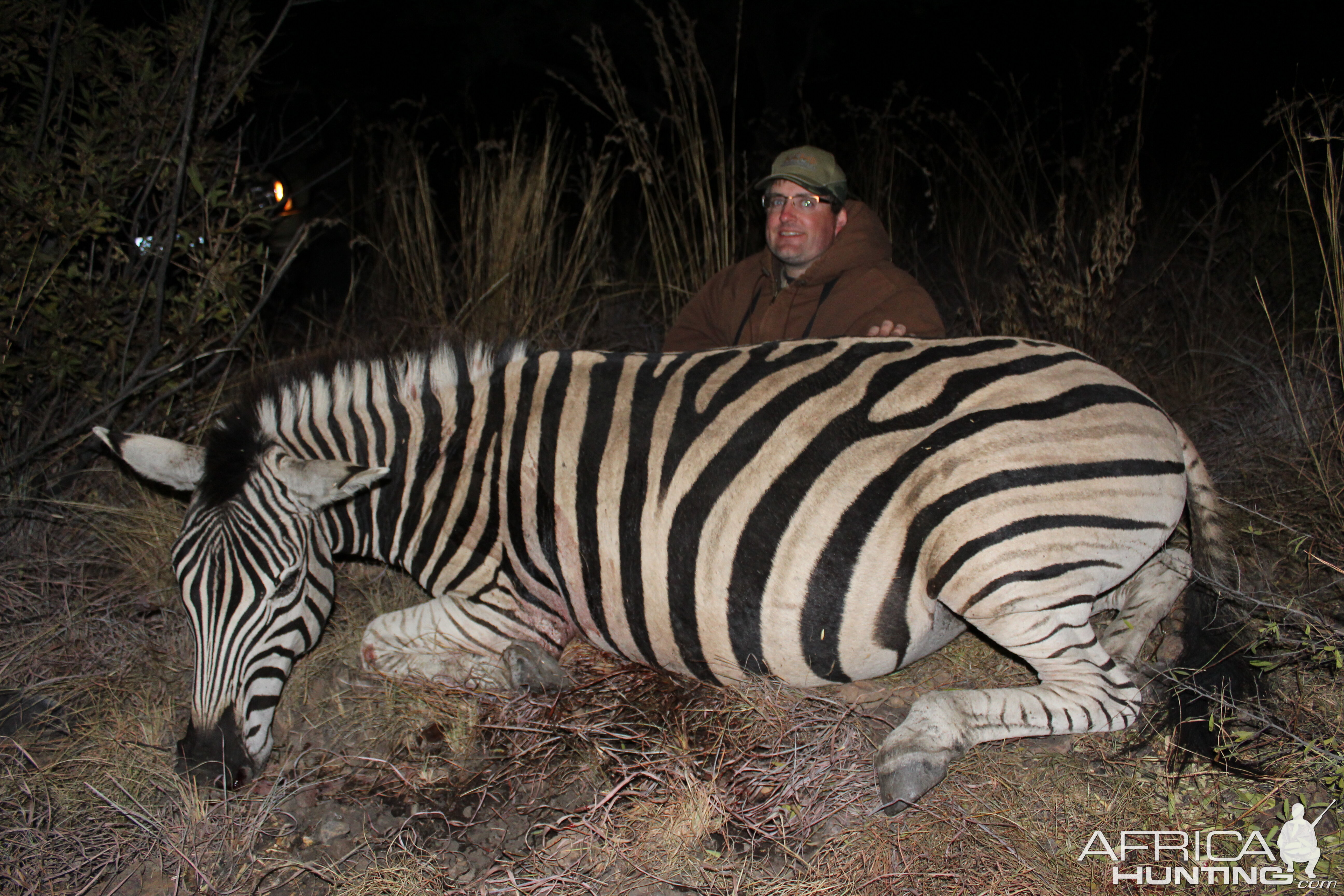 Burchell's Plain Zebra Hunting in South Africa