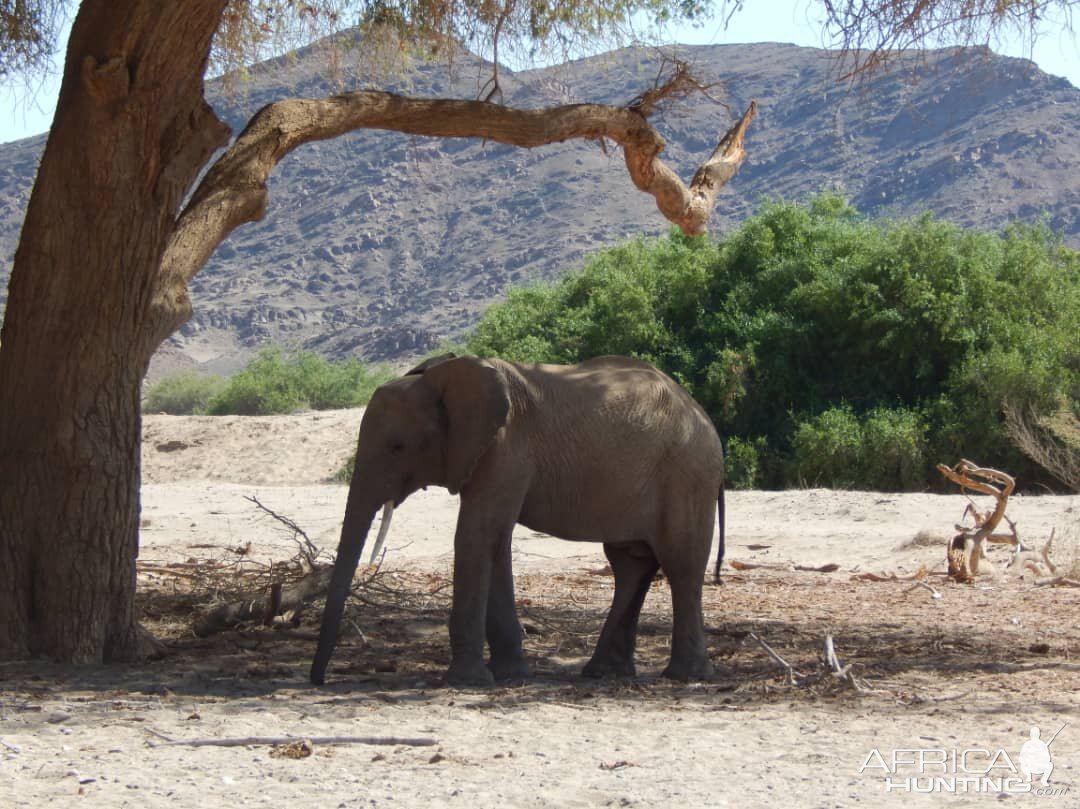 Elephant in Hoanib River Valley, Damaraland, Namibia