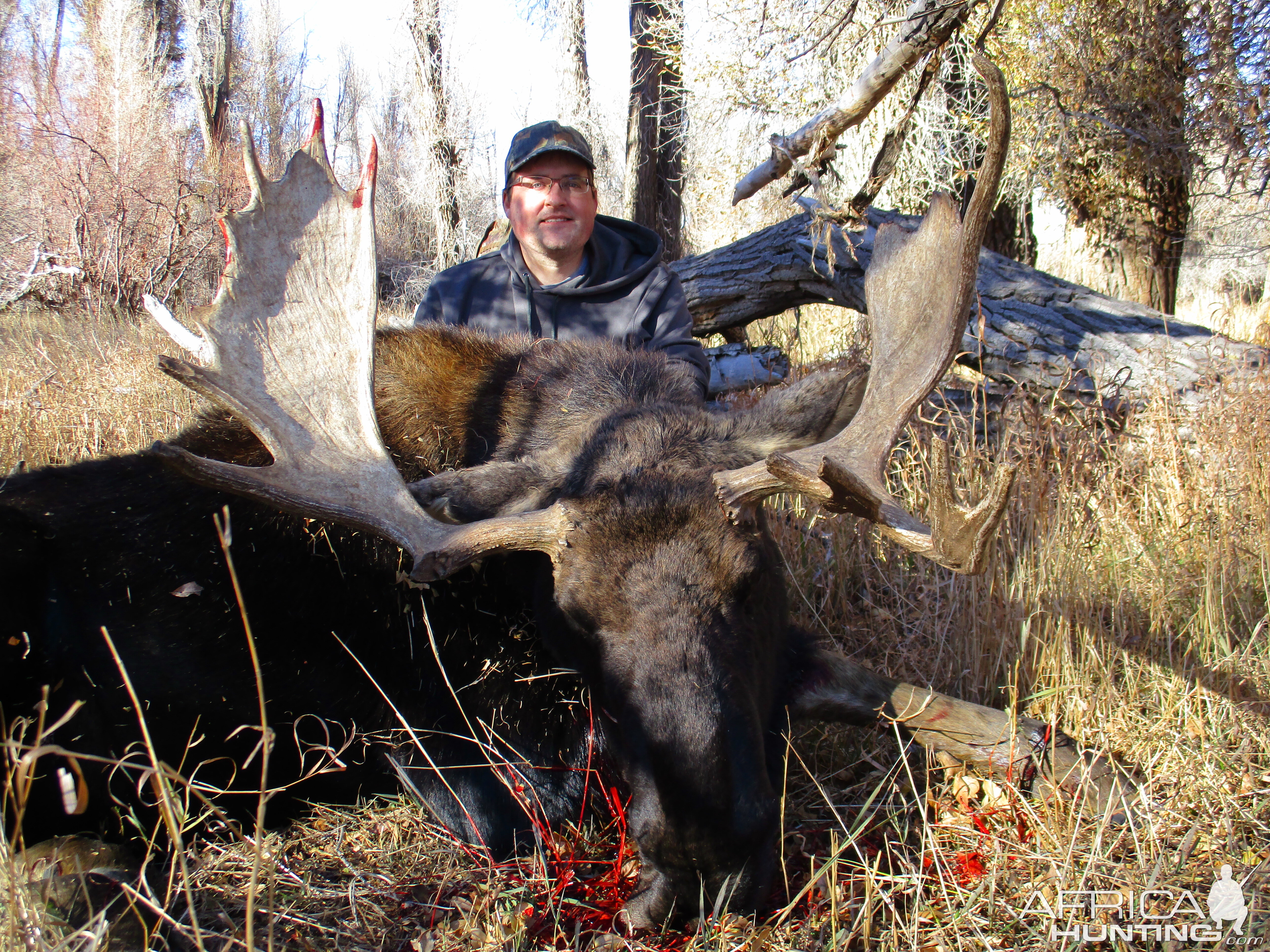 Hunt Shiras Moose in Wyoming USA