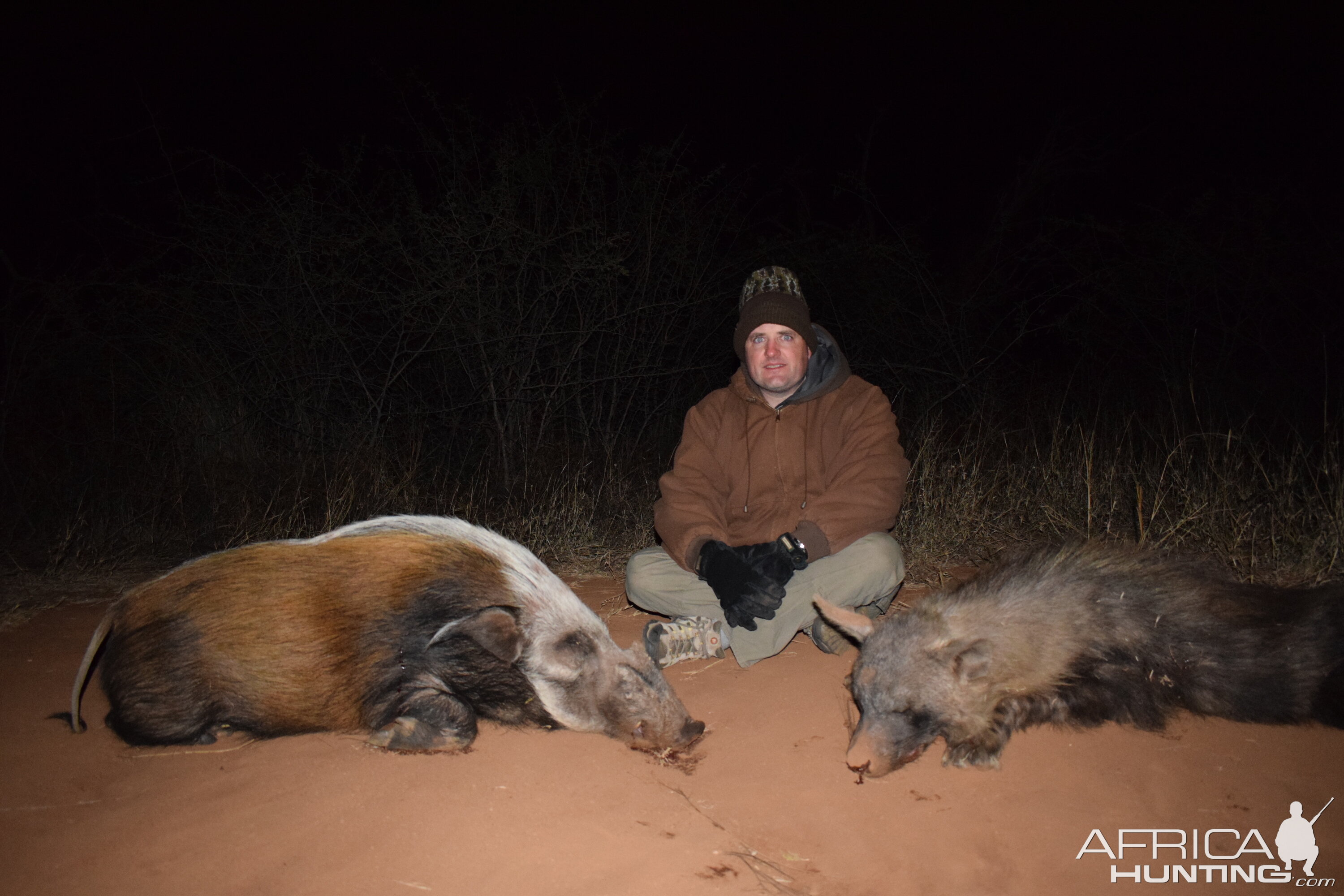 Hunting Bushpig & Brown Hyena South Africa