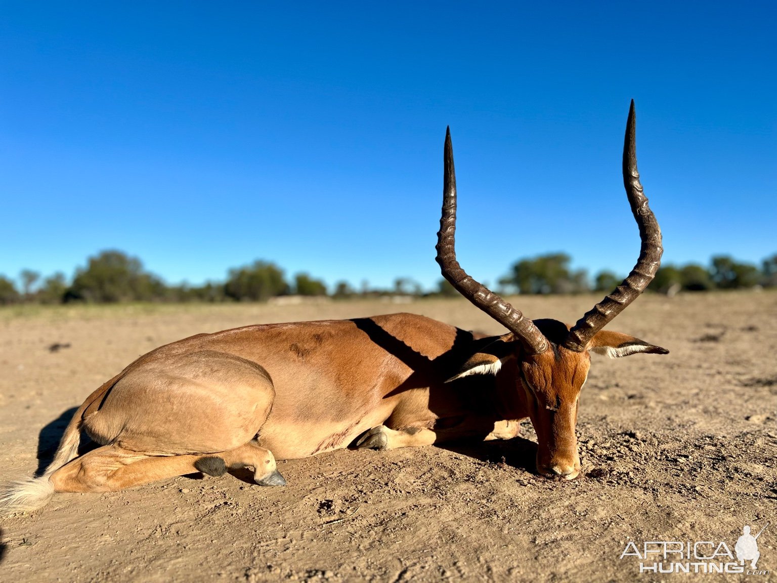 Impala Hunt Namibia