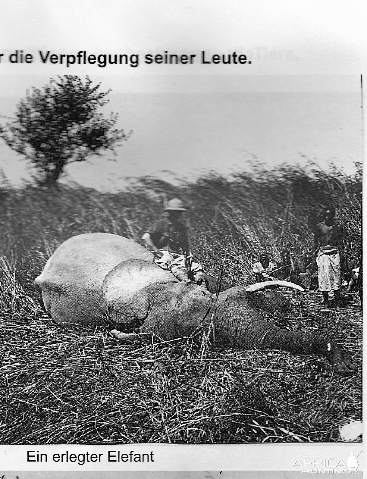 Kuhnert with one elephant, shot in Tanzania, long before WWI