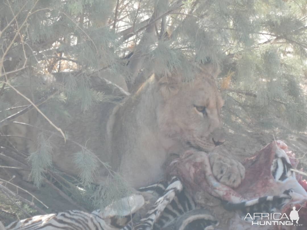 Lion in Hoanib River Valley, Damaraland, Namibia