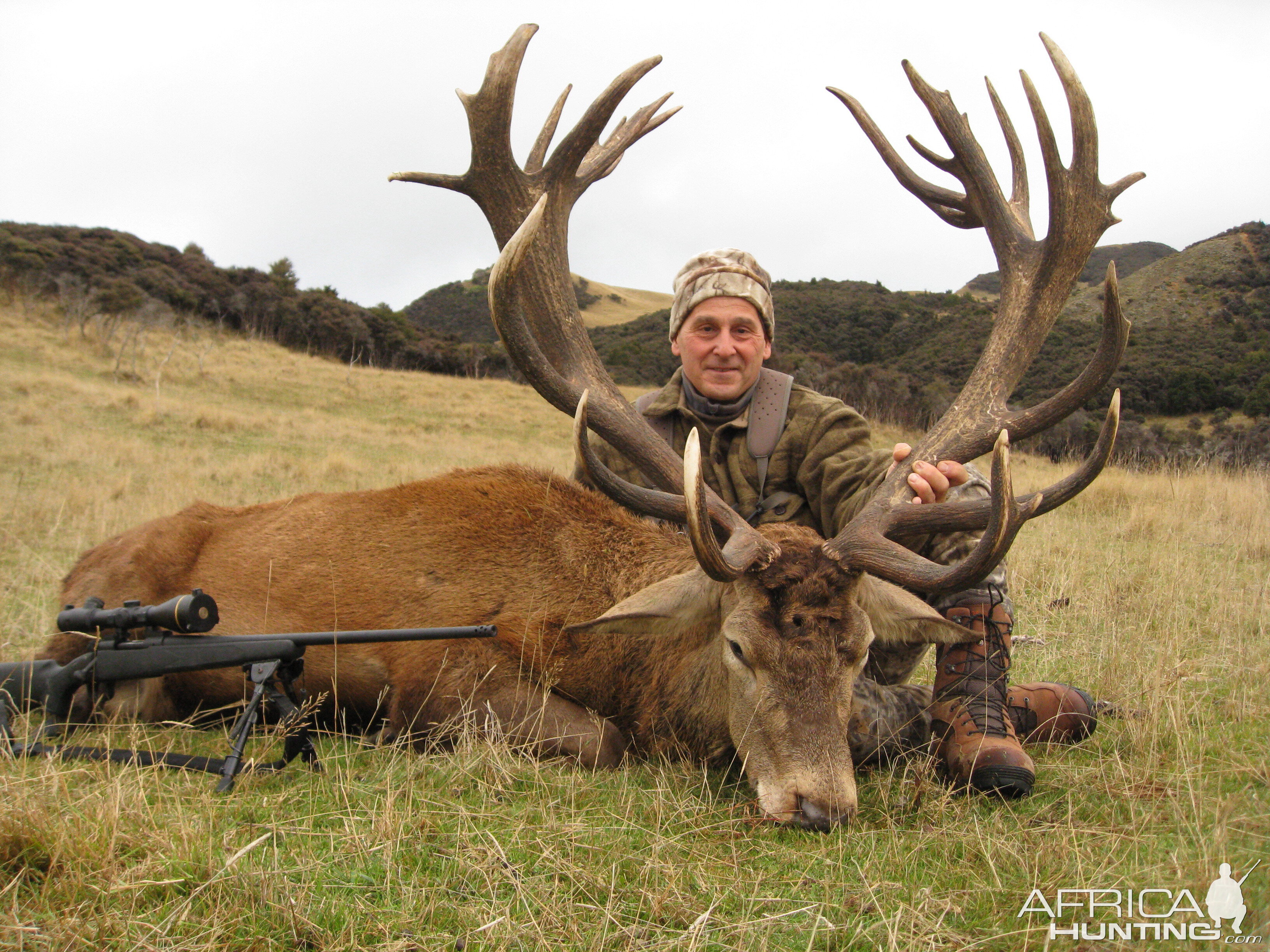 New Zealand red stag
