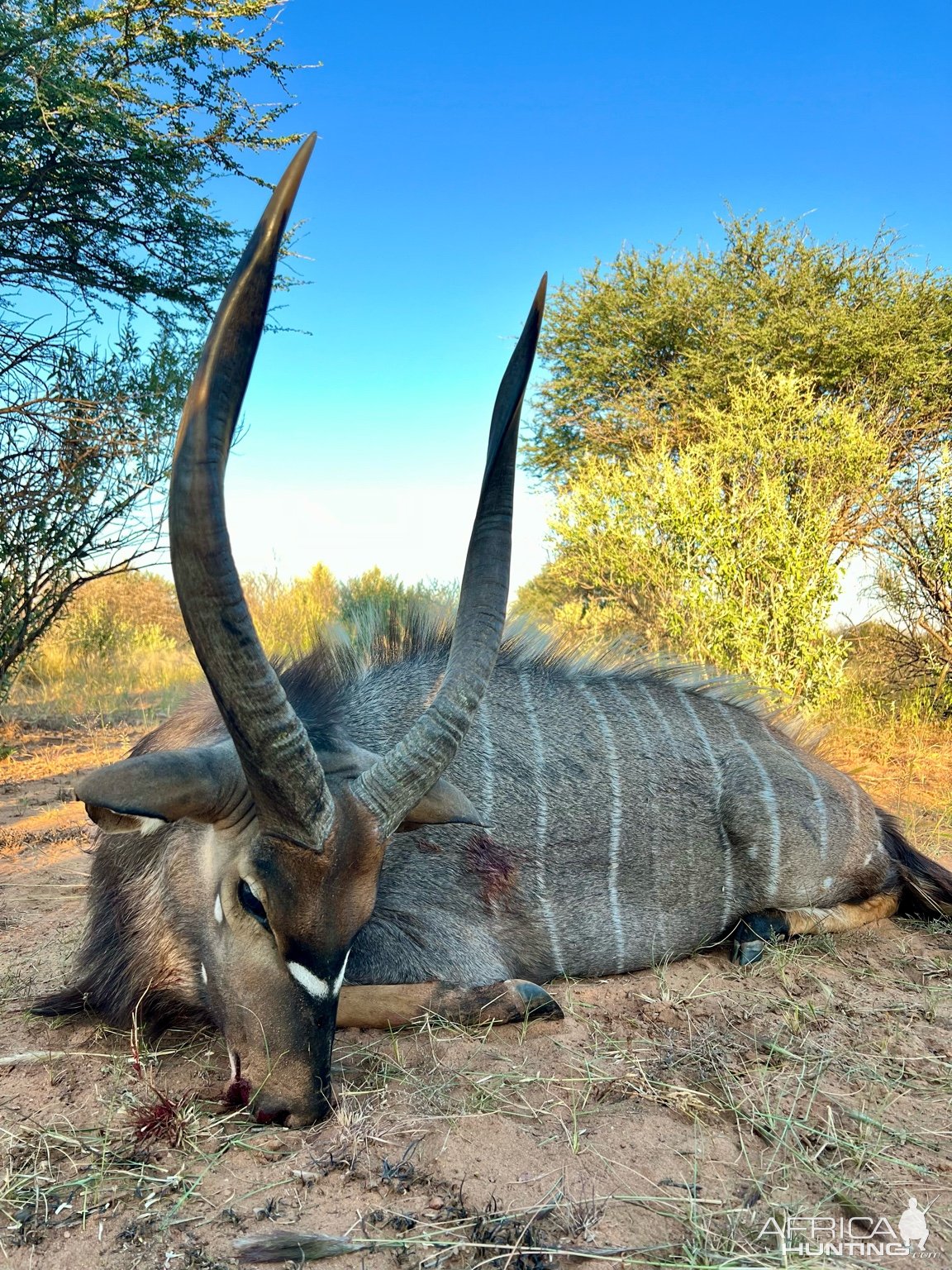 Nyala Hunt Namibia