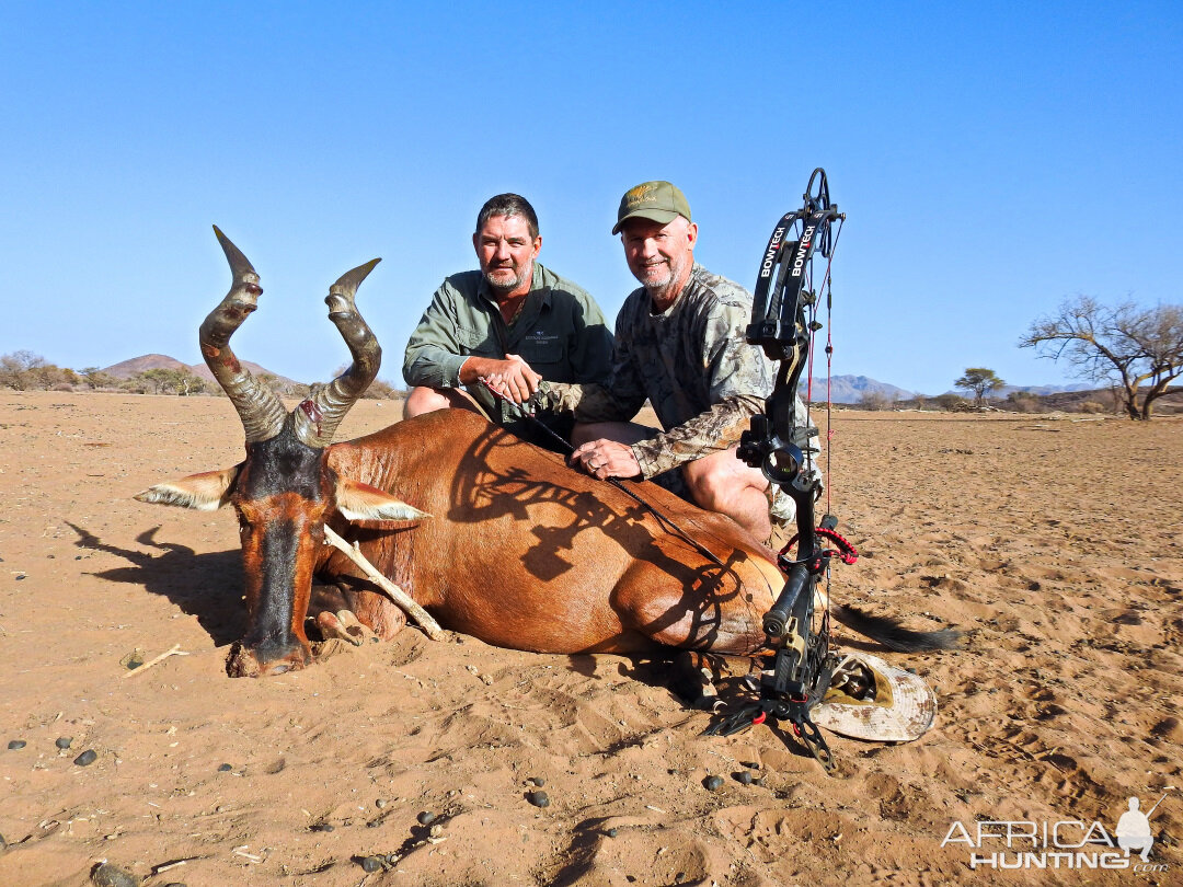 Red Hartebeest Bow Hunting Namibia