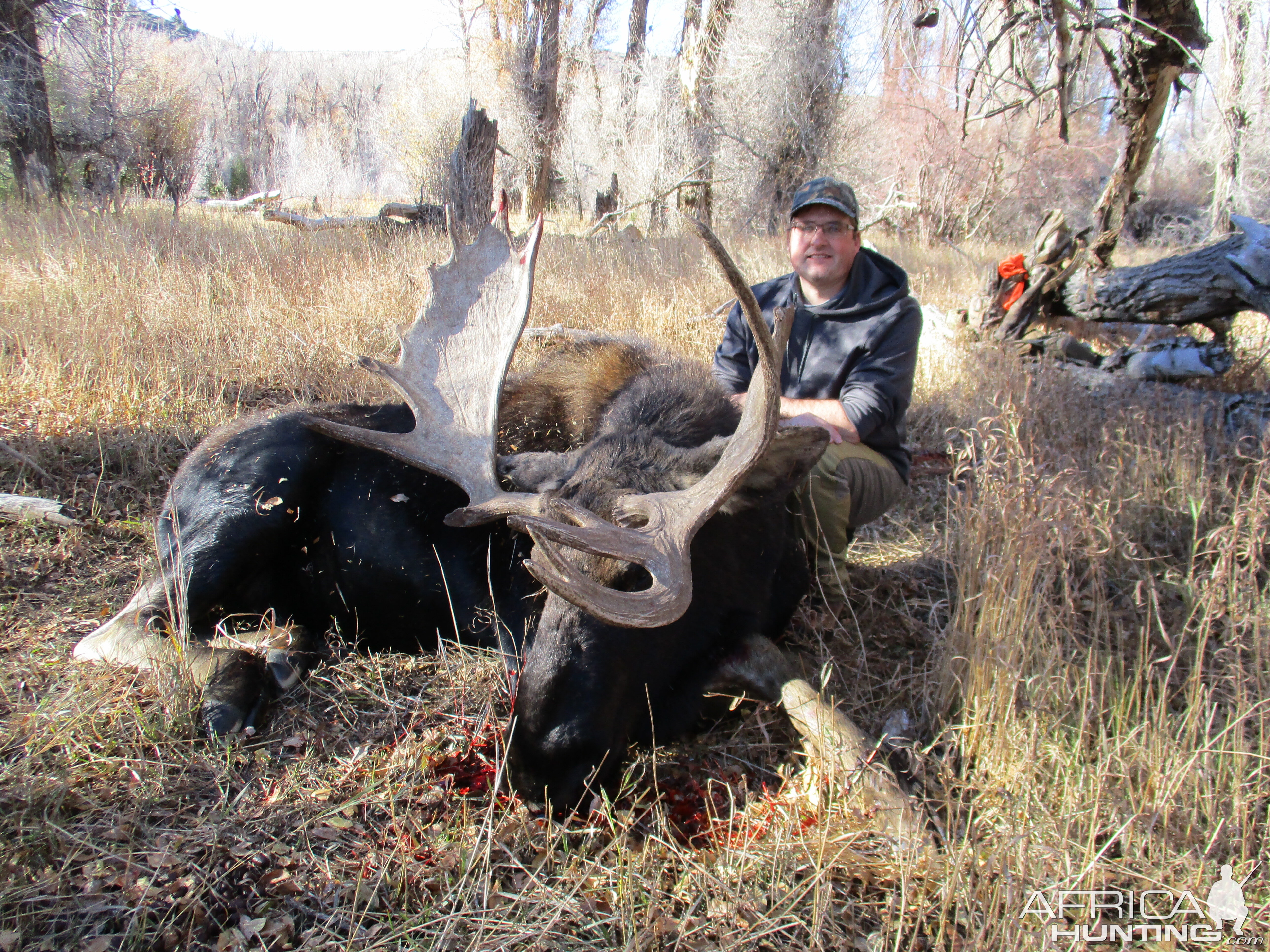 Shiras Moose Hunting Wyoming USA