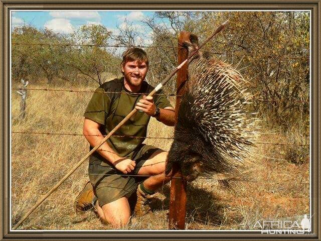 South Africa Spear Hunt African Porcupine