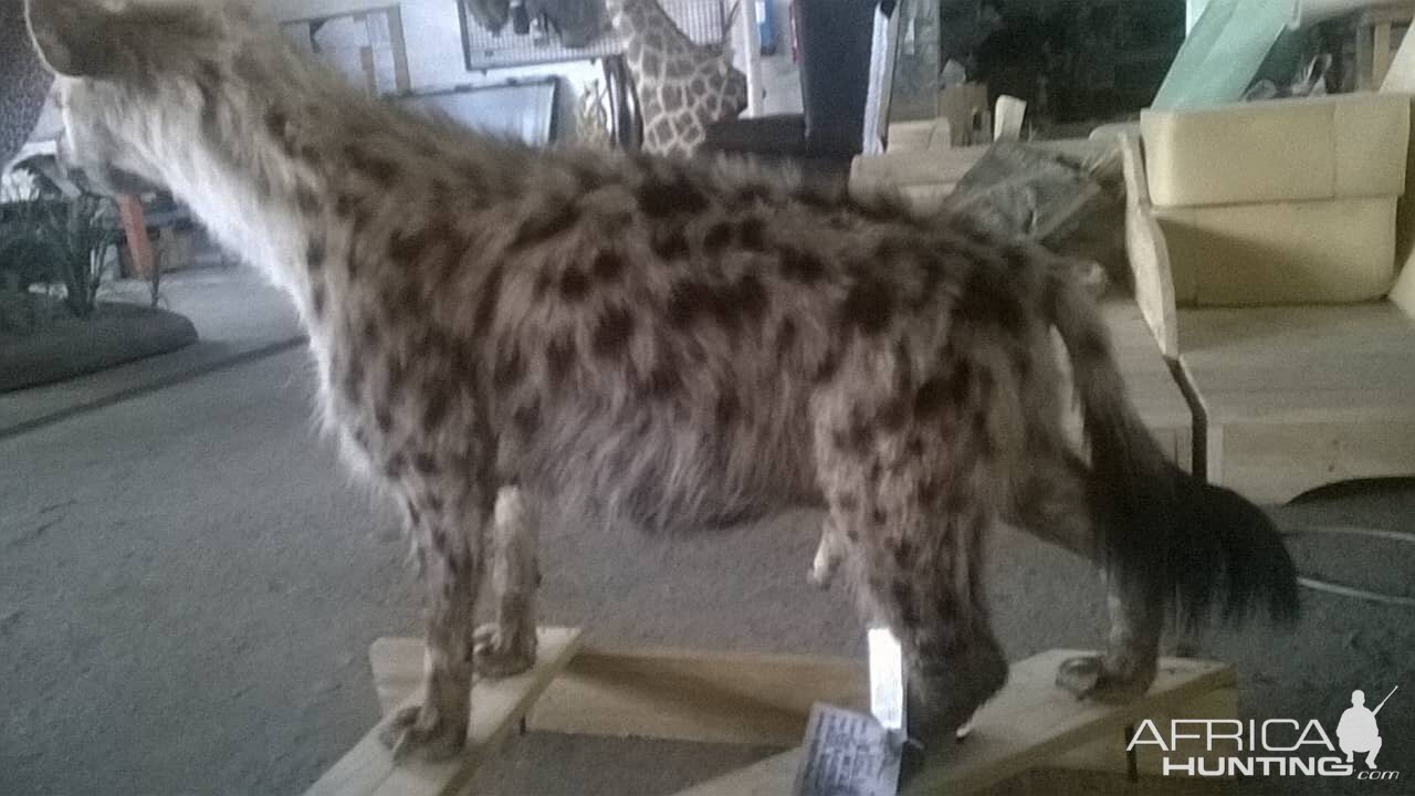 Spotted Hyena Full Mount Taxidermy