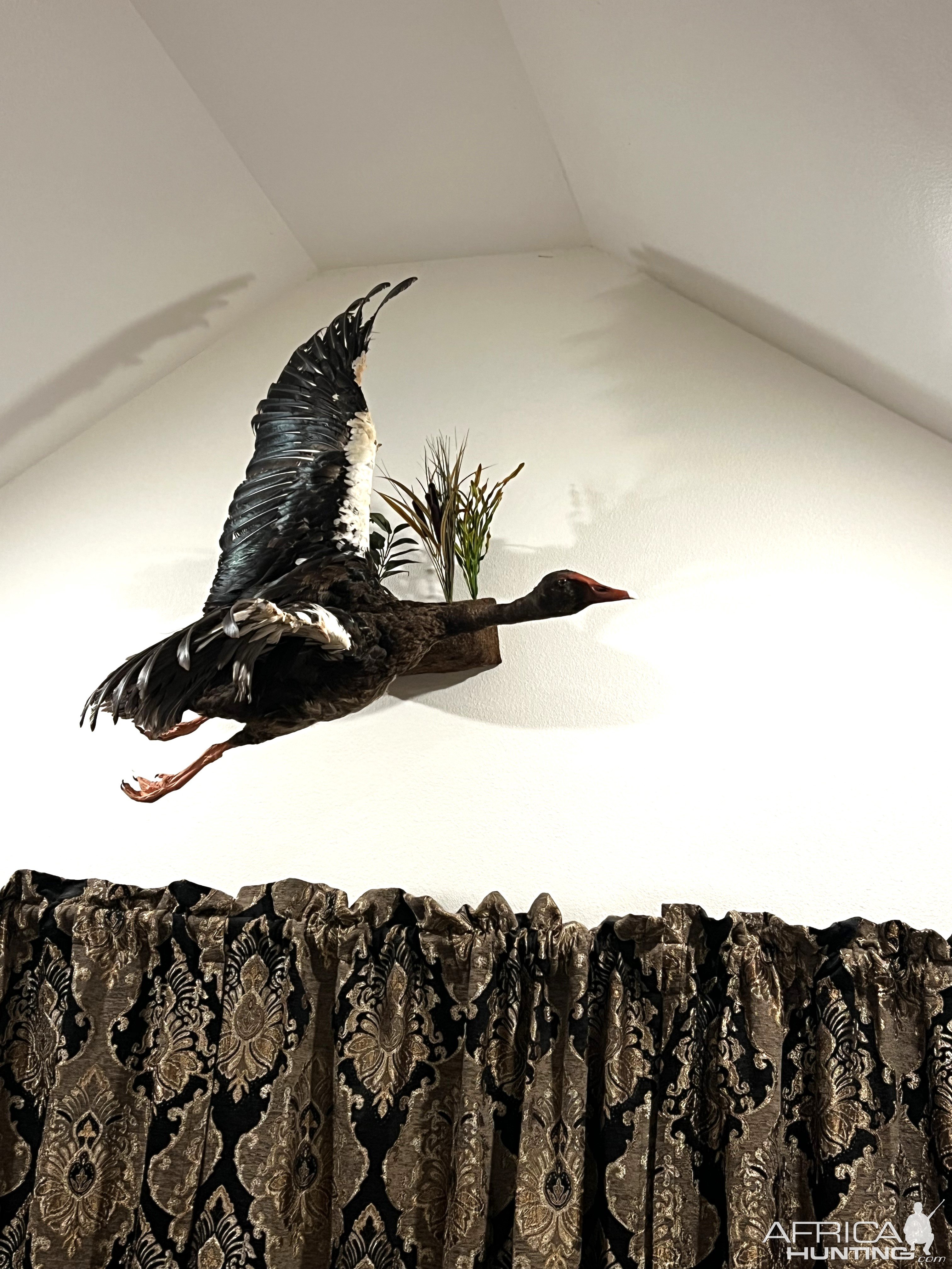 Spur-Winged Goose Full Mount Taxidermy