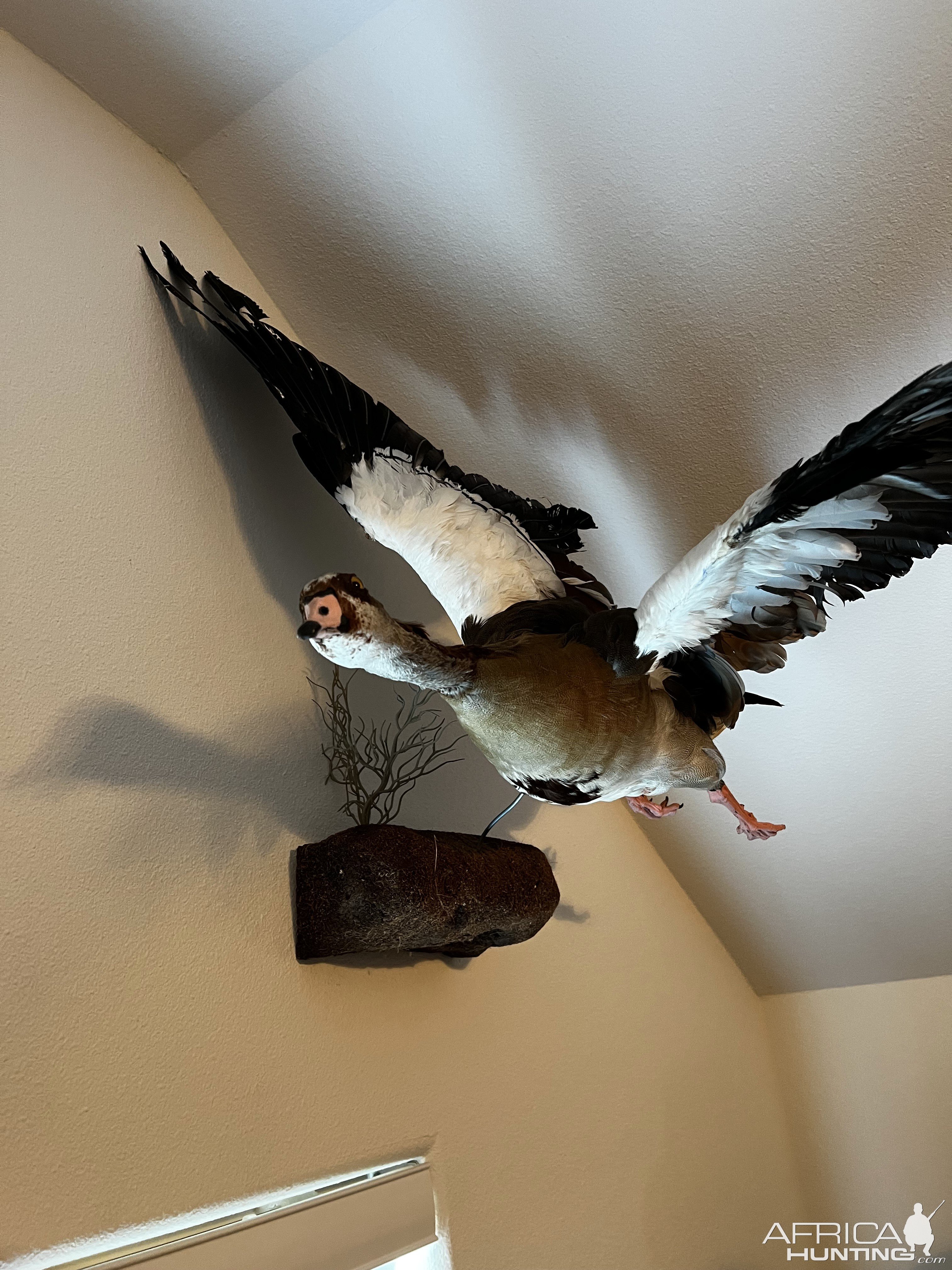 Spur-Winged Goose Full Mount Taxidermy