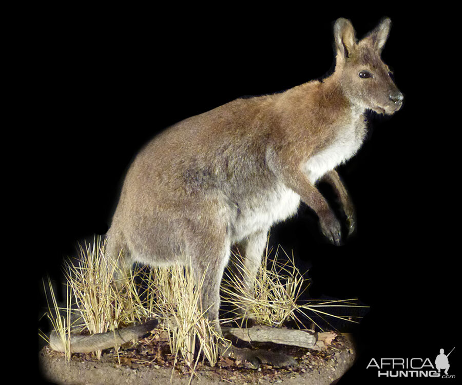 Wallaby Full Mount Taxidermy