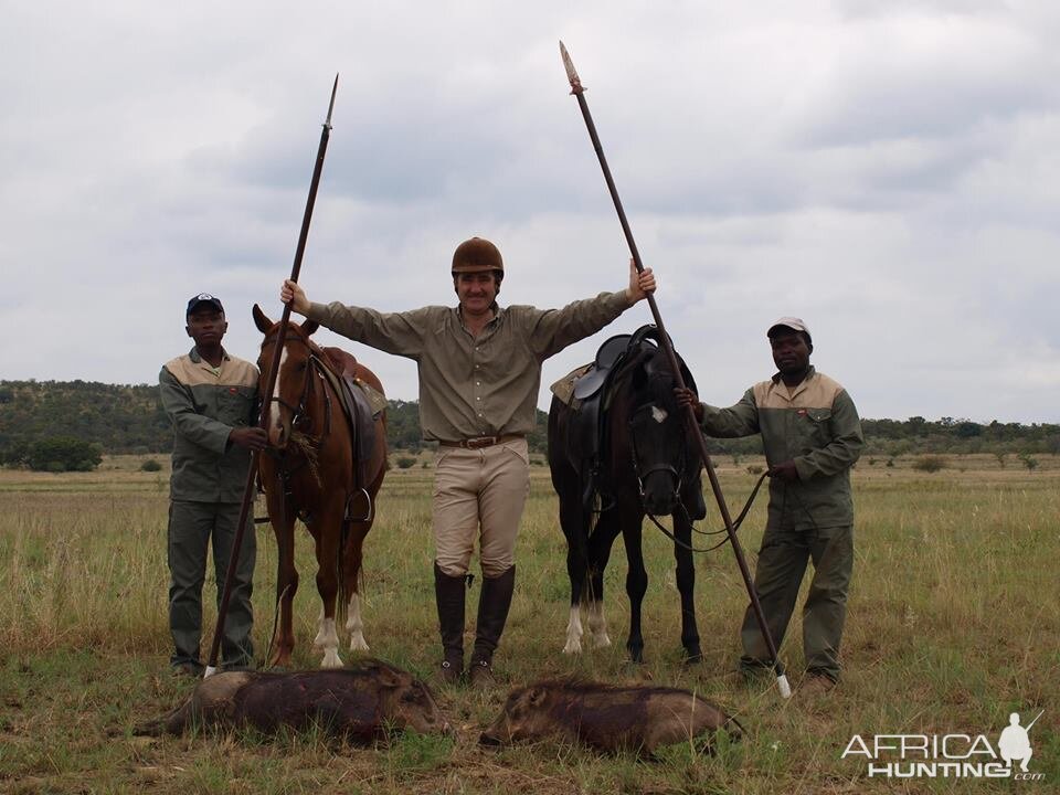 Warthog spear hunting from horseback in Africa