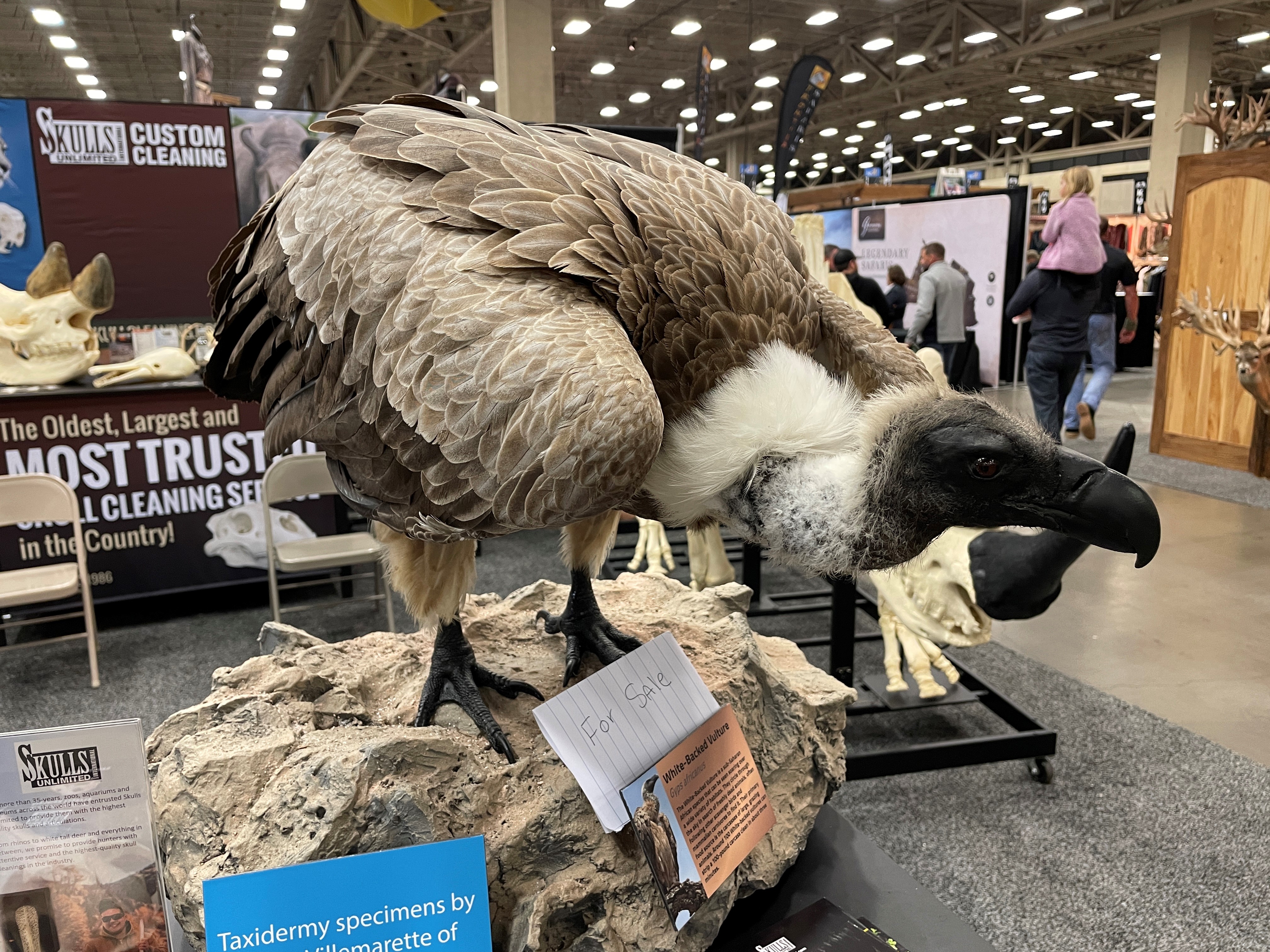 White-Backed Vulture Full Mount Taxidermy
