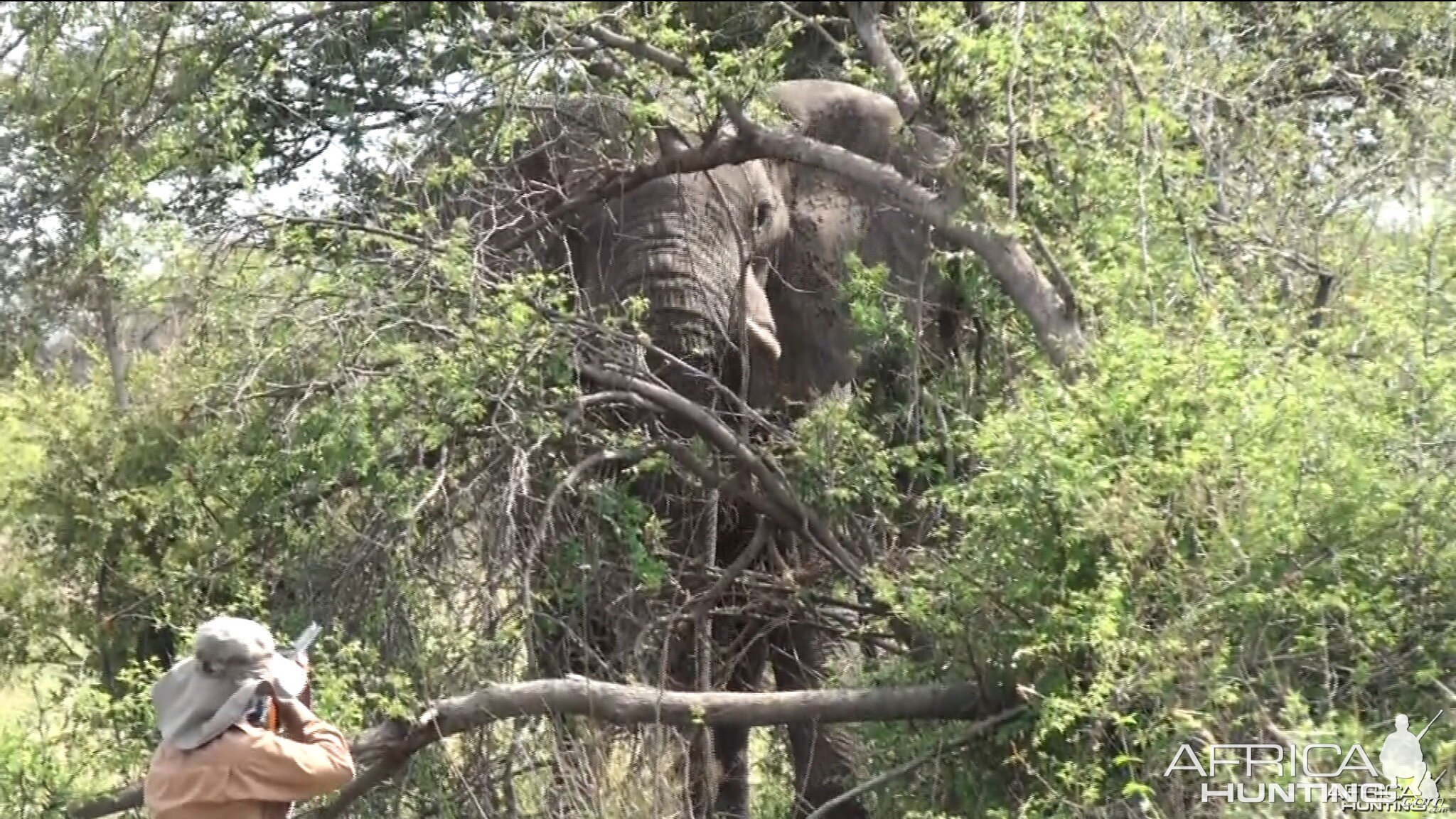 Zimbabwe Elephant, November 2014
