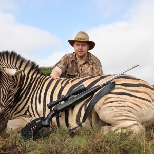 Hunting Zebra Kimberley South Africa
