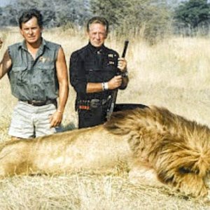 Jeff Rann and client Steve Chancellor with a beautiful lion-Okavango Delta, Botswana