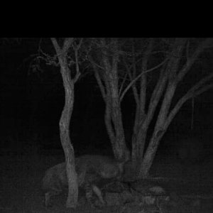Brown Hyena Trail Camera