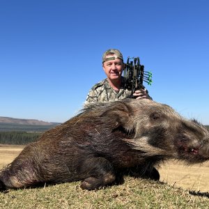 Bush Pig Bow Hunting South Africa