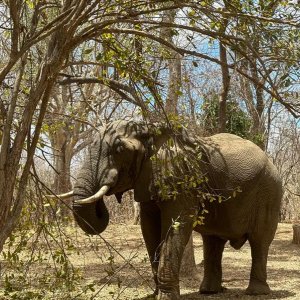 Elephant Niassa Mozambique