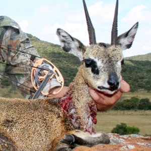 Klipspringer Bow Hunt Limpopo South Africa