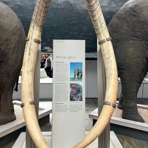Elephant Tusk Display British Museum