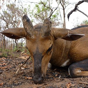 Old Bushbuck hunted in CAR