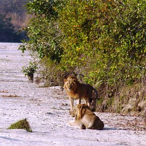 Early morning encounter with Lions... Tanzania