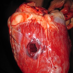Eland heart .375 dead center