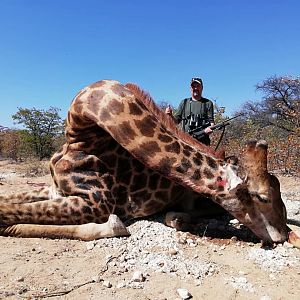 Giraffe Hunt Botswana