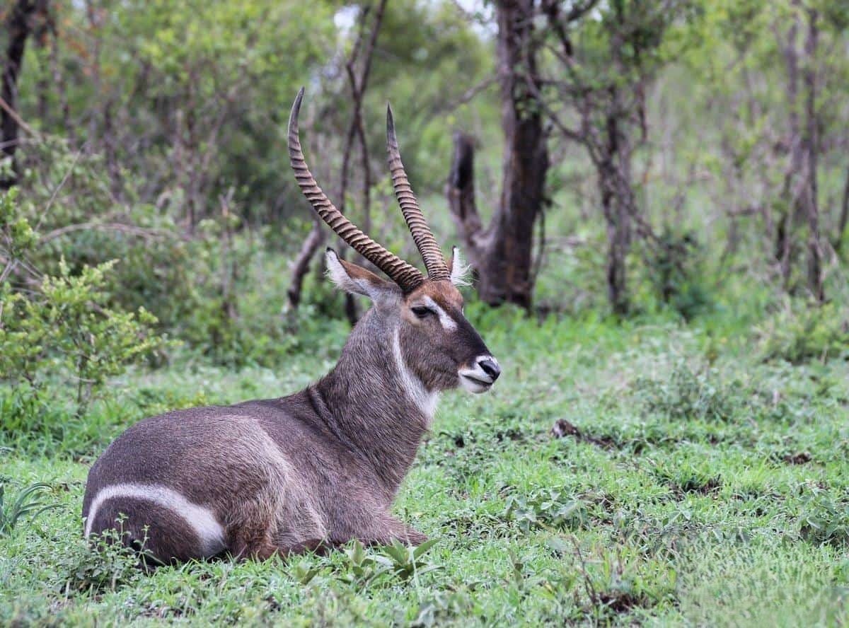 01Louise-Murray-Waterbuck_-final.jpg