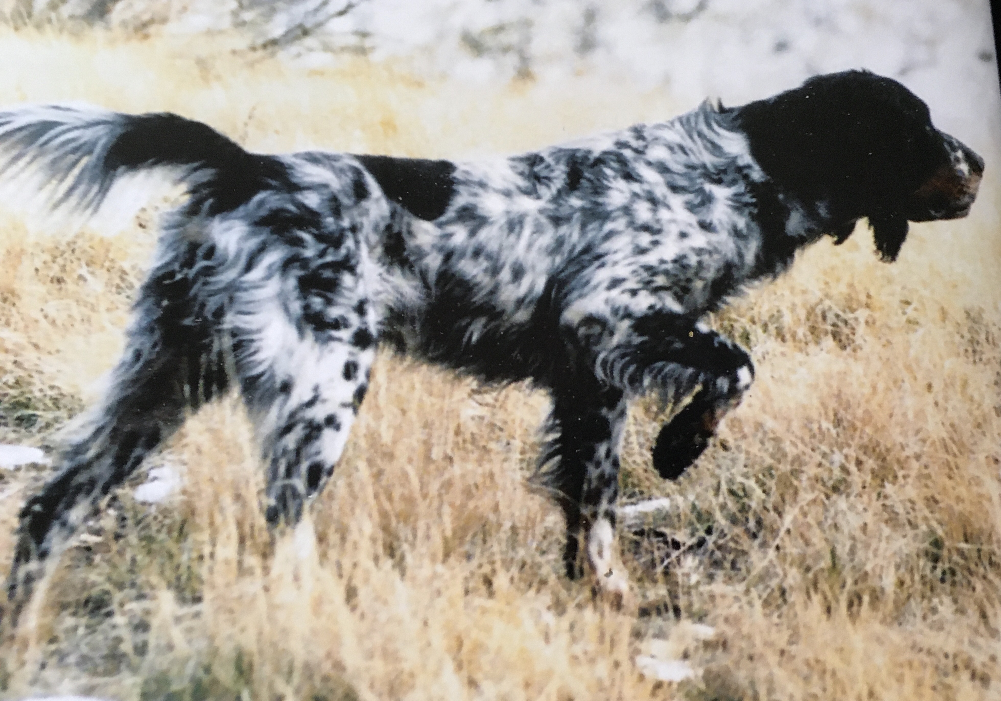 best-upland-bird-dog-page-2-africahunting