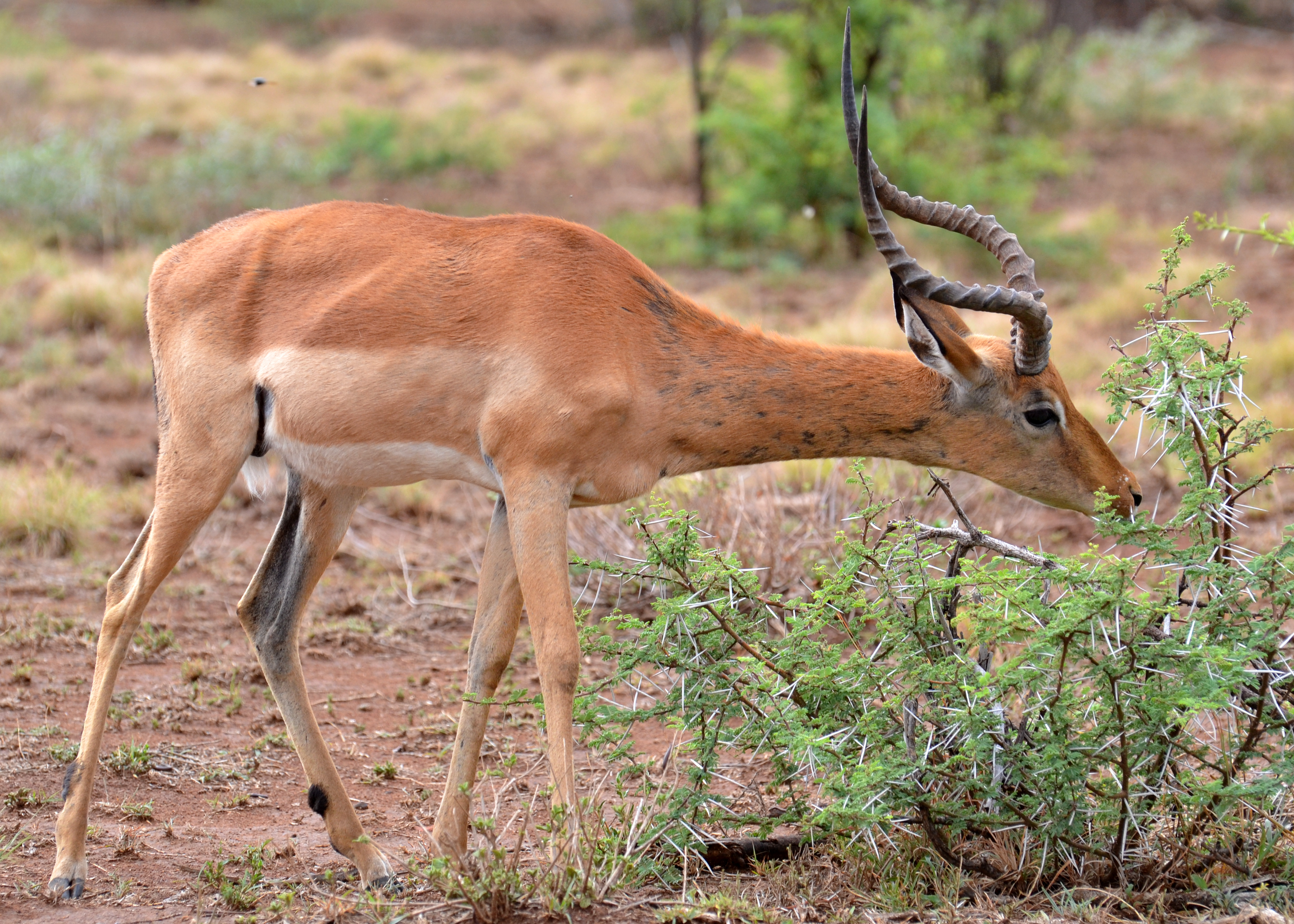 African Hunting Targets | AfricaHunting.com