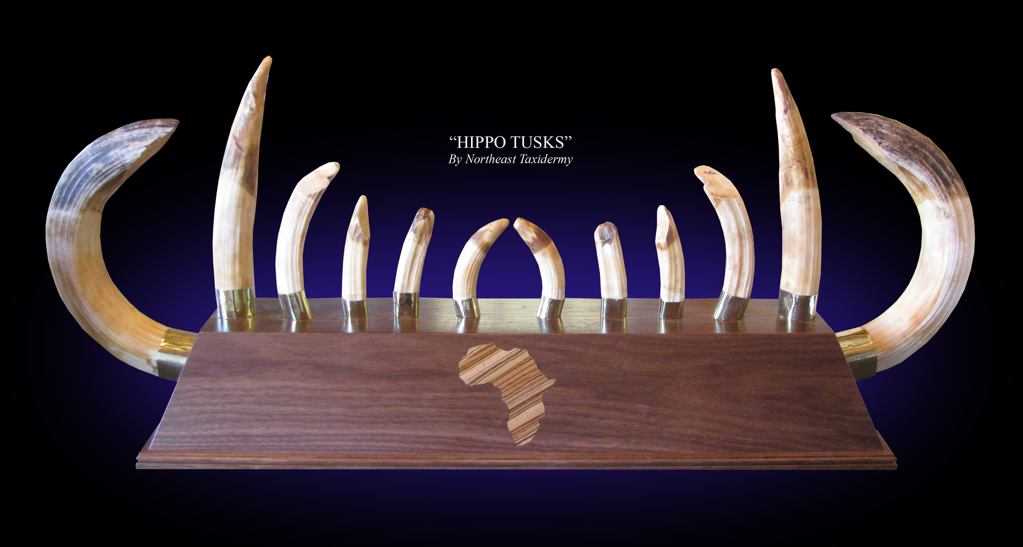 100_6206_HIPPO TUSKS.png